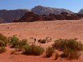 Wadi Rum (53)